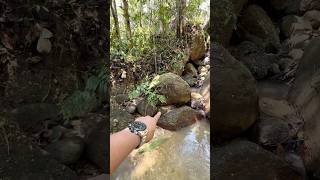 So Crazy😱😱‼️we got 99000 under this rock golddiscovery goldprospecting goldtreasure [upl. by Bob]