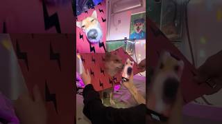 Oh My God😰Wait For End😳Bro went Viral Without Doing Nothing😂viral dog animals usa tiktok [upl. by Bratton]