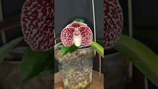 Paphiopedilum S Gratrix anggrek orchids koleksi paphiopedilum [upl. by Dewitt]