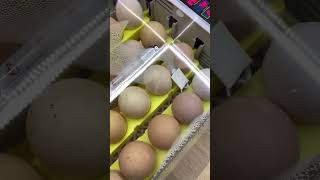 Inkubacja jaj kurzych dzień 1 TEST INKUBATORA SMART EGG [upl. by Ciapas]