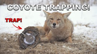 The BEST COYOTE TRAPPING Video Ever  Footage of Coyote Getting Caught [upl. by Nylodam]