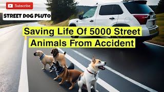 Saving Life Of 5000 Street Animals  Street Dog Pluto [upl. by Reffineg]