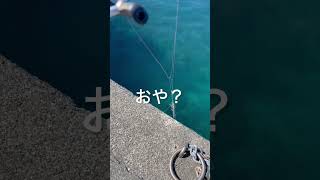 伊豆大島・何なの？！これ‼️💢ゆりどりの釣りあるある【ズボラの極み】伊豆大島 釣り shorts [upl. by Anelrahc]