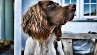 Springer Spaniel  8 weeks old to 2 years growing up [upl. by Plume]