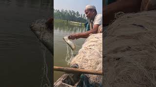 Amazing Big Catfish Catch By Net fish fishingvideo fishing [upl. by Halbert821]