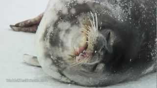 Eerie Vocals of Weddell Seal Pup amp Adult [upl. by Ahsauqram]