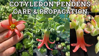 Cotyledon Pendens Cliff Cotyledon Care amp Propagation [upl. by Feliks]