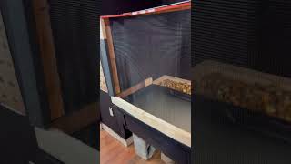 Caiman enclosure setup how to build caiman enclosure in 7 hours [upl. by Sixel491]