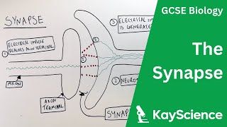 The Synapse  GCSE Biology  kaysciencecom [upl. by Scholz]