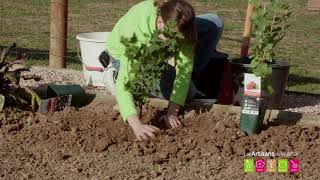 Comment planter un groseillier  Comment Planter un cassissier [upl. by Emlynn]