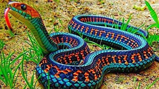 10 Most Beautiful Snakes In The World [upl. by Ulu]