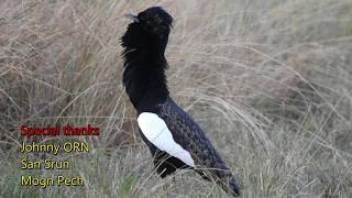 Bengal Florican video clip by our team during their bird photography trip from SR [upl. by Howie]