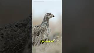 Worlds Strangest Bird Call nature [upl. by Peacock]