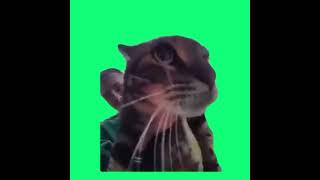 cat meaws into door camera meme 素材 [upl. by Zulch]