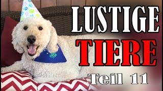 Süße und Lustige Tiervideos  Teil 11  ✪ Stern DuTube [upl. by Neill621]