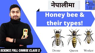 Science  Class 10  Biology  Invertebrates  Honeybee and their types  नेपालीमा [upl. by Anerdna619]