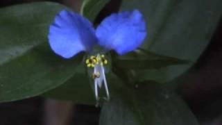 Edible Plants Asiatic Dayflower [upl. by Pillyhp]