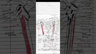 BUMS first year anatomy notes bums anatomy medicalcollegelife notes [upl. by Manas461]