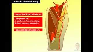 Magdy Said anatomy serieslower limbfront of thigh femoral arteryv1 [upl. by Nyrret197]