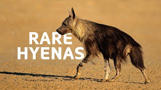 Rare Brown Hyenas The Underdogs Of Namibia  Hyena Documentary [upl. by Dorise]