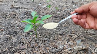 Fertilizante Orgánico Natural para¡ ALIMENTAR tus plantas de pimientos tomates pepinos berenjenas [upl. by Fritze]