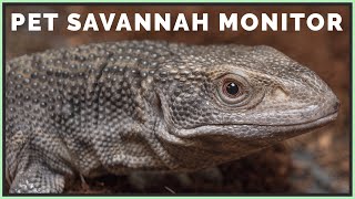 Do I Regret Getting a Savannah Monitor [upl. by Shannen639]