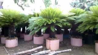 Cycas revoluta in containers Rajkumar nursery [upl. by Nyla]