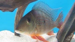 Geophagus and Jack Dempsey cichlid [upl. by Gizela]