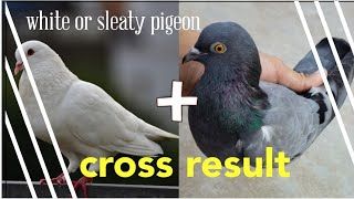 white pigeon or wild pigeon cross result [upl. by Wauters]