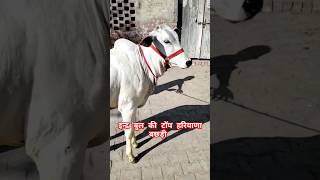 इन्द्र बुल की टॉप हरियाणा बछड़ी Haryana cow shorts Haryana bull Tharparkar cow bull Sahiwal [upl. by Anaehs]