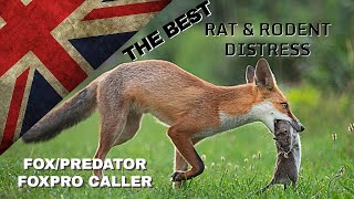 THE BEST Fox Caller Sound  FoxPro Vermin Pest Control  Squeek Hunting Shooting Predator [upl. by Luckin294]