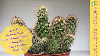 How To Grow amp Care For Mammillaria Elongata ‘Lady Finger Cactus’ [upl. by Liederman]