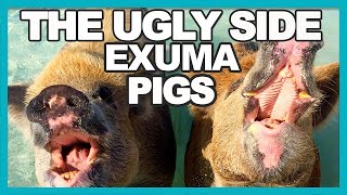 5 REASONS WE DID NOT SWIM WITH PIGS  EXUMA BAHAMAS [upl. by Caputo]