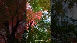 Goderich 🇨🇦💚 canada goderich music song nature short طبیعت کانادا موسیقی [upl. by Hagan]