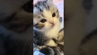 Funny Animal Videos Compilation 🐶😃😺 010 dog cat animals shorts [upl. by Abixah730]