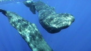 Sperm Whales of Dominica  JONATHAN BIRDS BLUE WORLD [upl. by Wu]