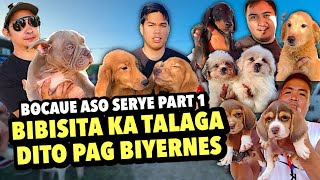 MGA AFFORDABLE GUARD DOG SA BOCAUE  BOCAUE ASO SERYE PART 1  NOVEMBER 22 2024 [upl. by Thorlie704]