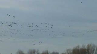 White Fronted Geese Anser albifrons [upl. by Notyad]