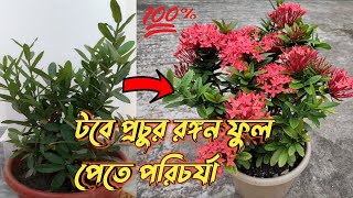 How To Care Ixora Plant  টবে রঙ্গন ফুল গাছের পরিচর্যা [upl. by Hakan]