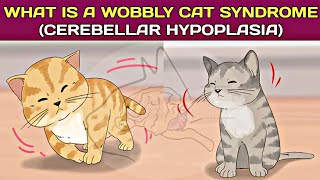 What is a quotwobbly cat syndromequot Cerebellar Hypoplasia in kittensThe vet Universe [upl. by Eduino438]