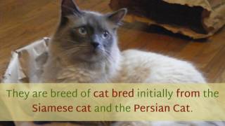 12 Interesting Facts You Should Know About Himalayan Cat [upl. by Borries511]