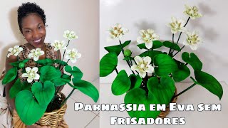 Parnassia [upl. by Cacie]