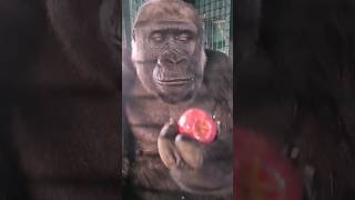 Gorilla eating extra crunchy gorilla eating asmr satisfying [upl. by Akihdar]