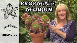 Tips amp Tricks for Propagating Aeoniums  Quick amp Easy Guide [upl. by Cece539]