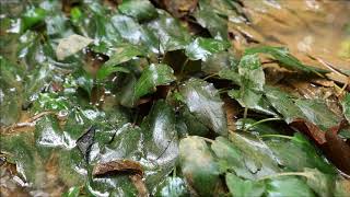 Cryptocoryne ferruginea var ferruginea in West Kalimantan DIscoveryPlanet [upl. by Yeltrab576]