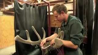 How is Deer Antler Velvet Processed [upl. by Ynoep]