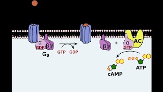 The Fight or Flight Response Part 3 Protein kinase Aactivation of GPCR Adenylyl Cyclase [upl. by Esinyt]