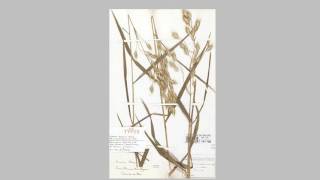 Opdracht herbarium maken van tien grassen [upl. by Aileda]