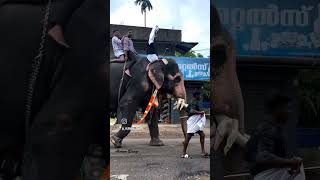 aanapranth aanapappan elephant aanapranthan [upl. by Song]