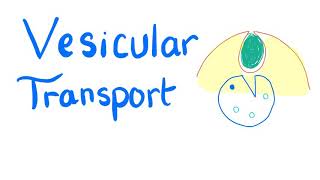 Vesicular Transport  Endocytosis and Exocytosis  Cell Physiology [upl. by Asserrac]